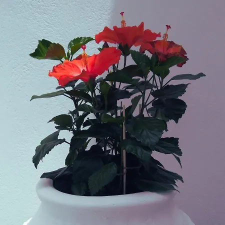 Apartmán Haroto Tripití
